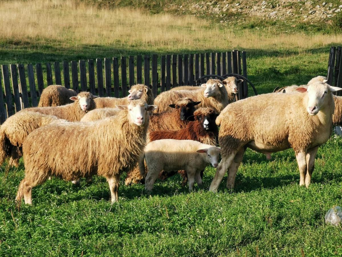 Domek W Gorach Na Wylacznosc Zlatna Dış mekan fotoğraf